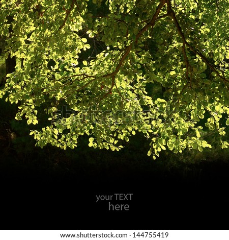 Leaves of the tree are highlighted in bright sun. The sun shines through the leaves. Place for text.