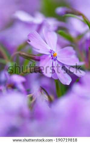 colorful blue flowers. purple flowers.close-up. soft focus, blur flower. flower background
