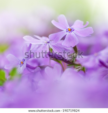 colorful blue flowers. purple flowers. close-up. soft focus, blur flower. flower background