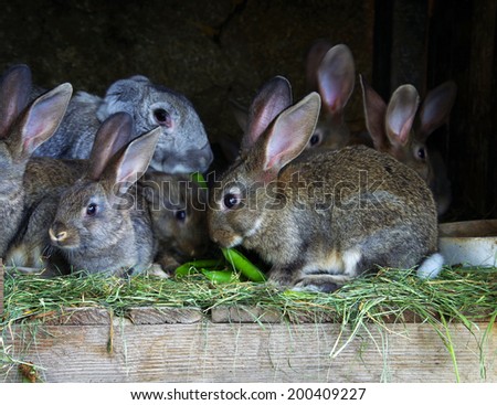 Feeding young rabbits on the farm. Rabbit farm.