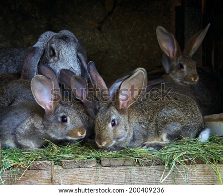 A female rabbit with a brood of young rabbits. Rabbit farm.