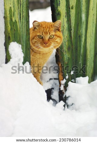 Ginger cat in winter. Cat in the snow hides behind an old wooden fence.