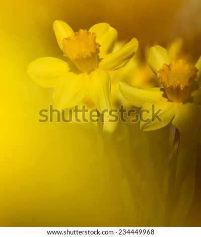 Colorful spring yellow background. Flower with blur. Yellow narcissuses.