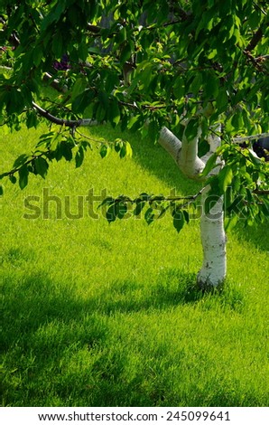 green garden background. young garden tree on a background of green grass lawn.