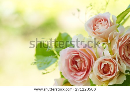pink rose flowers on beautiful blur background. Pink roses bouquet in a garden