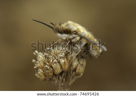 shaggy fly with a long nose sitting on a withered plant