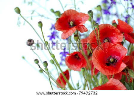 Red Poppy is isolated on a white background.Red flower.Floral border - flower decoration