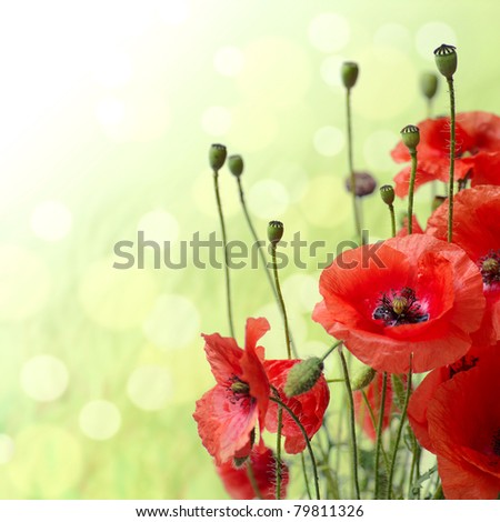 Red Poppy is isolated on a green background.Floral border - flower decoration