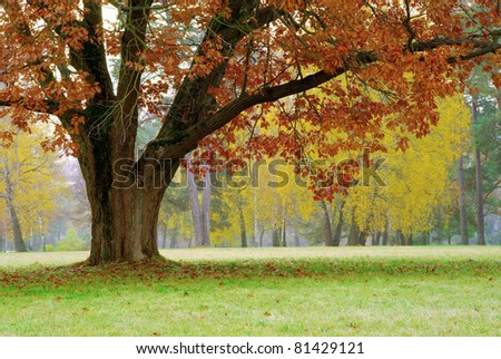 Autumn Landscape, trees covered with yellow leaves, falling leaves, oak