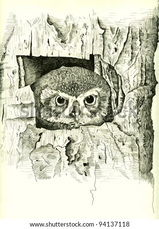 illustration of an owl painted with ink and pen