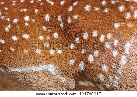 pattern of spots on the skin of sika deer