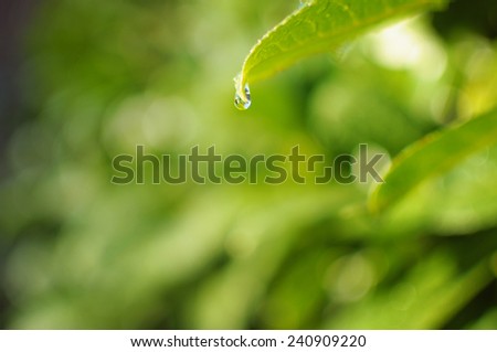 Closeup portrait of a green leaf with a drop of water. Shallow depth of field.