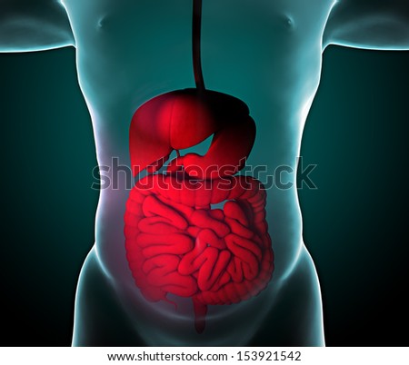 Man bowel x-ray digestive system
