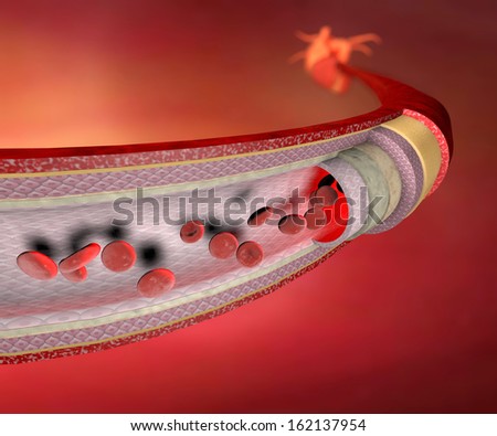 Section of a blood vessel, artery, blood cells, heart