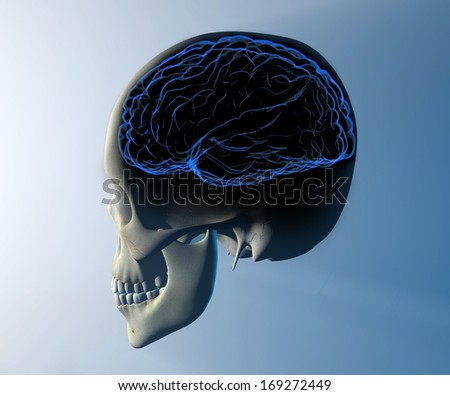 Brain skull x-ray head anatomy