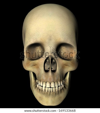 Skull anatomy head