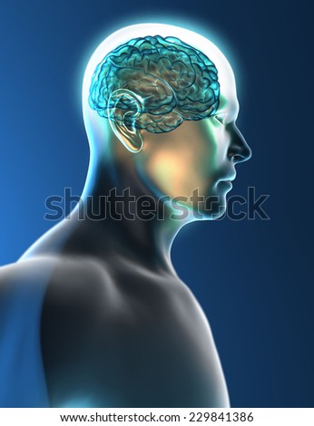 Brain neurons synapse head profile