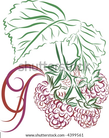 stock vector Drawing of vine ripe raspberries