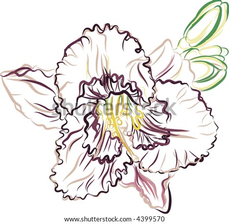 stock vector Vector drawing of a Purple Lily