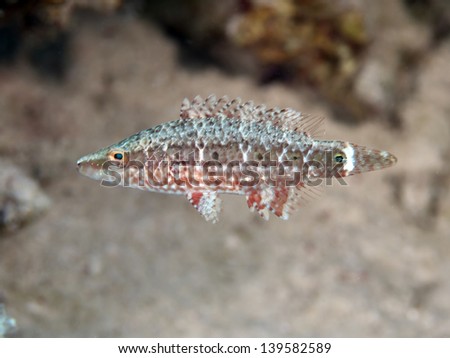 Mental wrasse in red sea