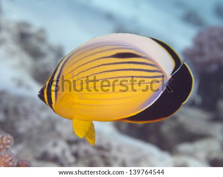 Exquisite butterflyfish in Red Sea