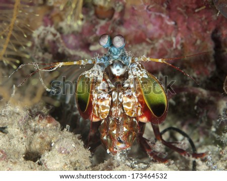 Peacock mantis shrimp in Bohol sea, Phlippines Islands