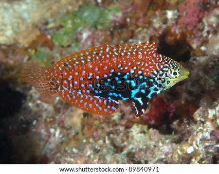 Exotic fish Vermiculate wrasse