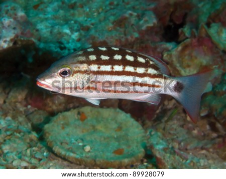 Checkered Fish