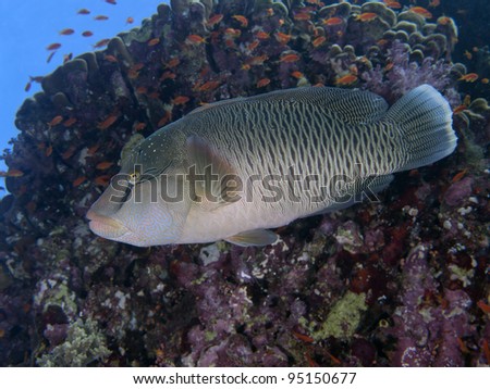Coral fish napoleon wrasse