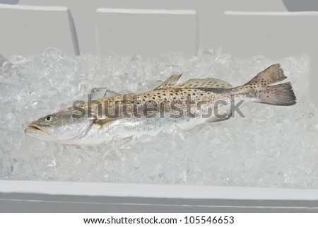 A freshly caught Spotted Seatrout (Cynoscion nebulosus) on ice in a cooler.
