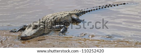 An alligator sunning itself in a salt marsh mud bank at low tide.