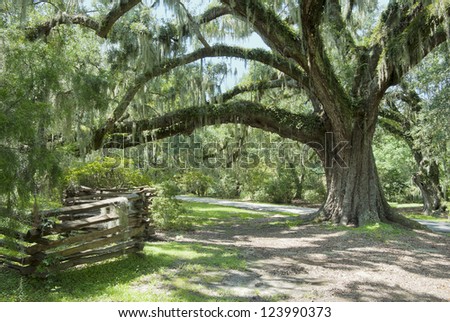 A road passes a huge oak and split rail fence in the southern Low Country of South Carolina.