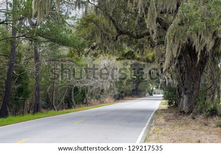 A living arch over a country highway in the South Carolina Low Country.