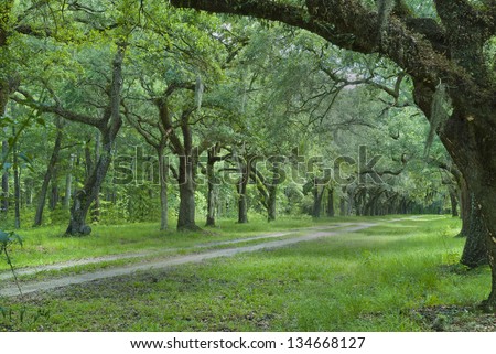 The oak canopy entrance to a southern plantation in the Carolina.