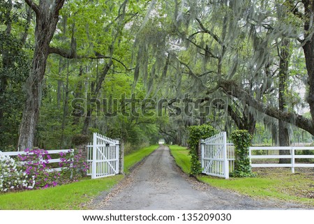 The oak canopy and gated entrance to a southern plantation in the Carolinas.