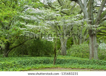 A Dogwood tree, in a manicured Southern garden, blooms in brilliant white blossoms.