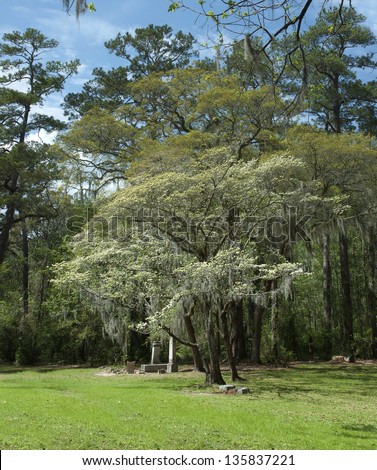 A dogwood, oaks, pines, and headstones in a cemetery in the Low Country of the deep South.