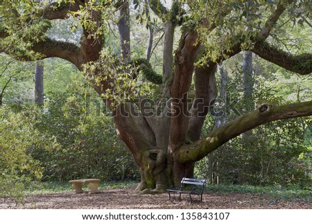 A massive oak tree canopies benches in a southern garden.