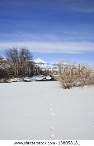 The tracks in the snow of a wild animal trail toward Birch Creek and Diamond Peak in the Lemhi Mountains of Central Idaho.