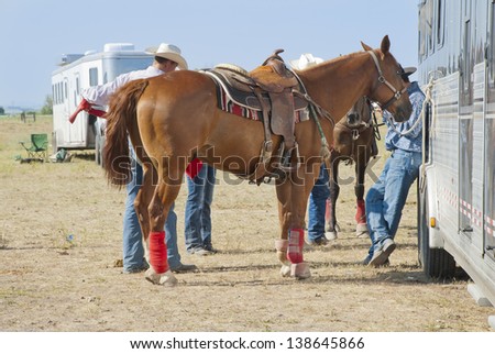 A saddled rodeo horse stands ready while tied to its trailer.