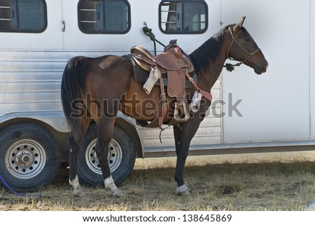 A saddled bay rodeo horse cools off while tied to its trailer.