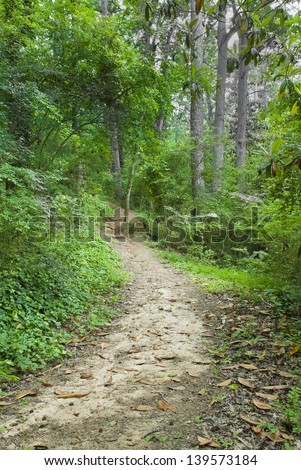 A trail winds up the hill in a forest in the Southern USA.