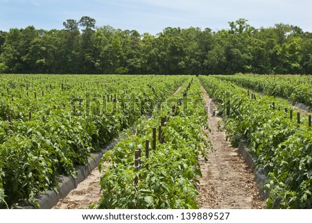 A field of rows of tomato plants on a farm in the Low Country of South Carolina.
