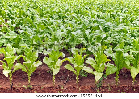 A red dirt field of rows of green tobacco plants.