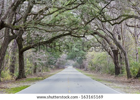 A living arch over a country highway in the South Carolina Low Country winter.