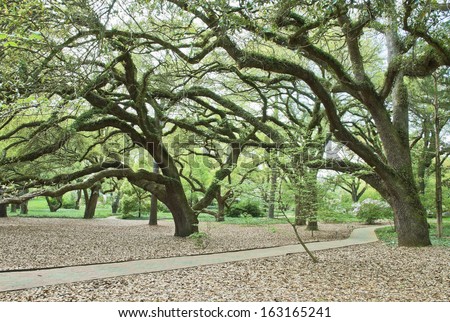 A beautiful and manicured southern park in spring, carpeted with leaves, canopied by huge live oaks, with blooming dogwoods and azaleas.