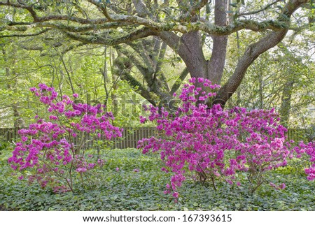 Pink Azaleas among the oaks and English Ivy.