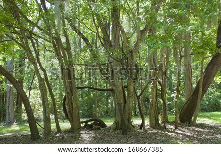 A large s-shaped vine winds through a grove of oak in the forest of the Southern Low Country of Coastal South Carolina.