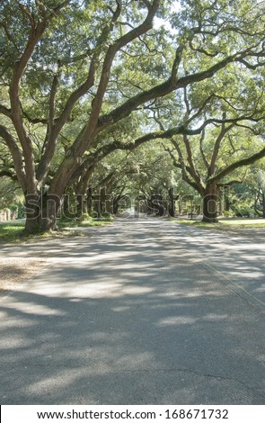 The oak-canopied South Boundary Road in Aiken, South Carolina.
