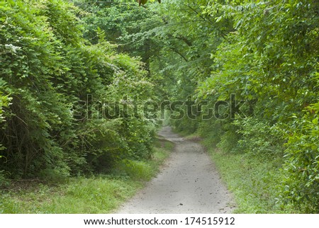 A sandy trail through the dense woods of a southern forest.